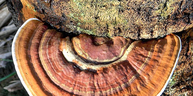 Palm Tree Leaves Turning Yellow | Causes and Solutions 3 Bob Peterson