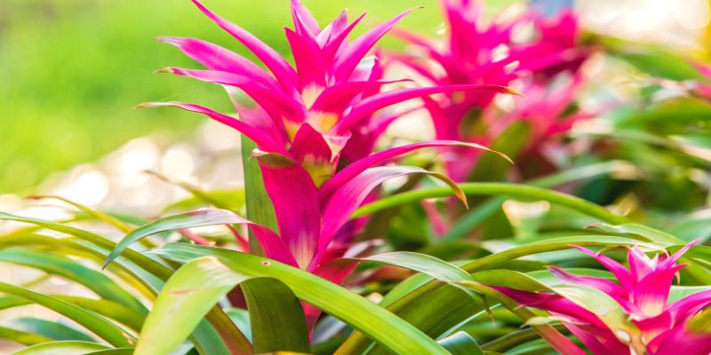 Bromeliads