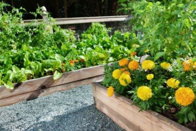 Companion planting in raised beds