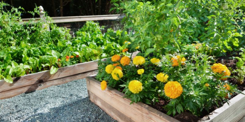 Lettuce Companion Plants | Good and The Bad 1 Companion planting in raised beds