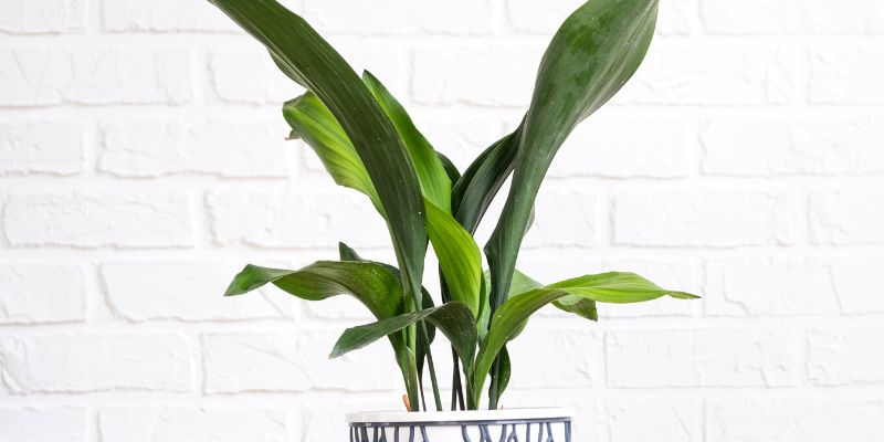 Cast Iron Plant
