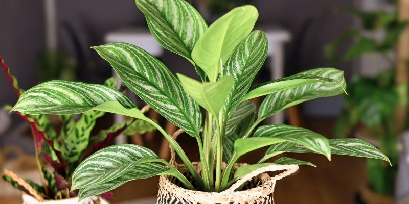 9 Plants That Don’t Need Drainage Holes 7 Chinese Evergreen