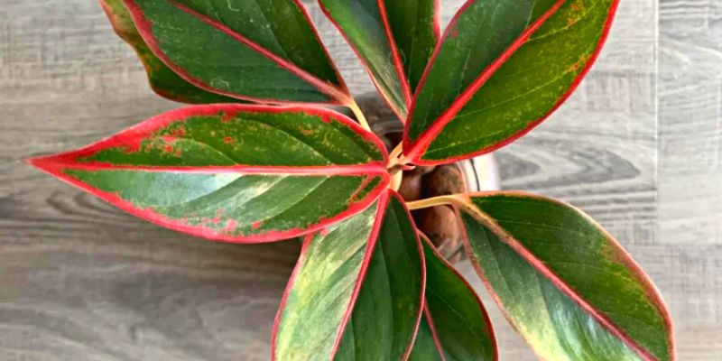 Chinese Evergreen