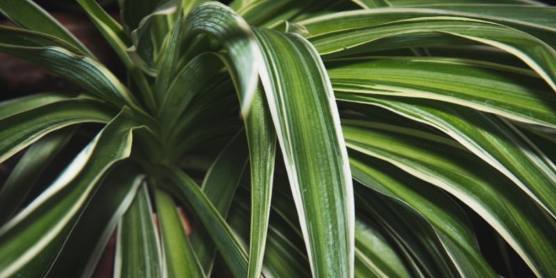 Reverse Spider Plant