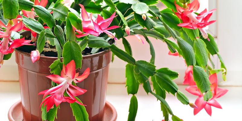 Christmas Cactus