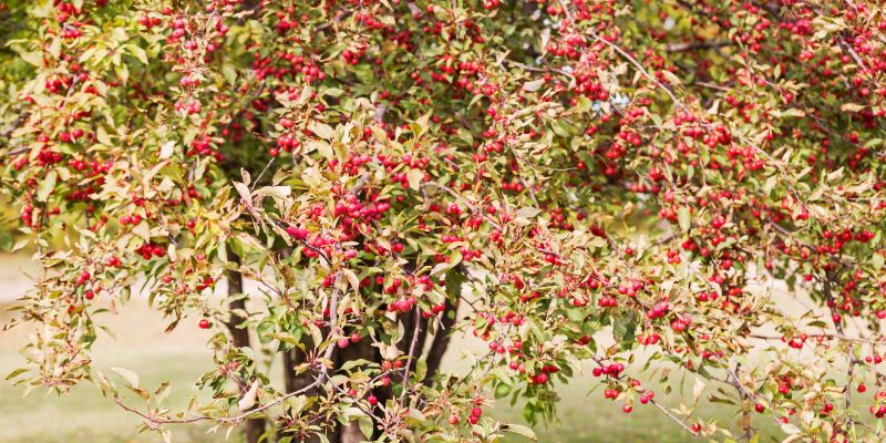 15 Fruit Trees That Grow In Zone 6 and Crop 29 Crabapples