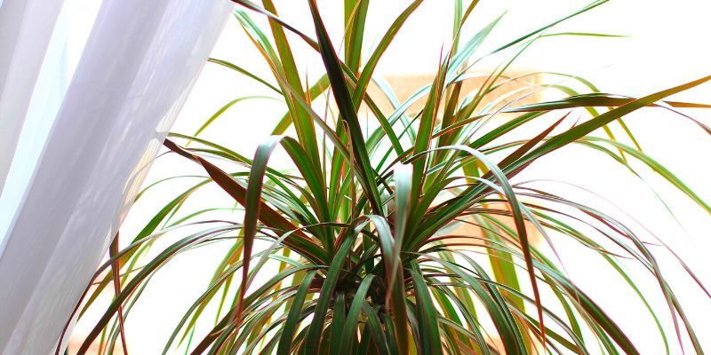 Dracaena Marginata