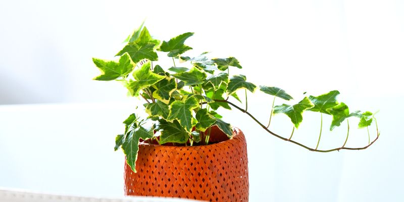 English Ivy