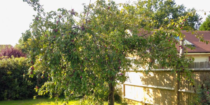 15 Fruit Trees That Grow In Zone 6 and Crop 3 European Plums