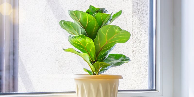 Ficus Lyrata (Bambino) - Plants for North Facing Windows