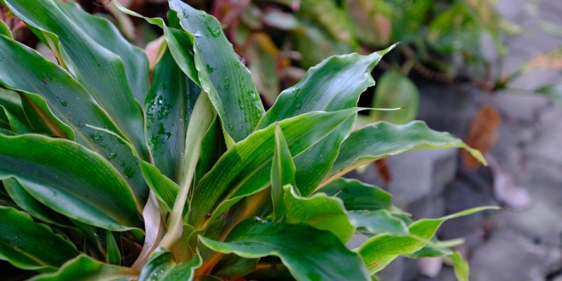  Fire Flash Spider Plant