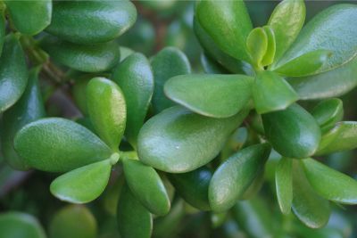 How To Propagate Jade Plant