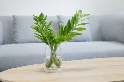 How To Propagate ZZ Plant