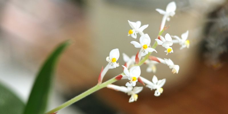 Jewel Orchid
