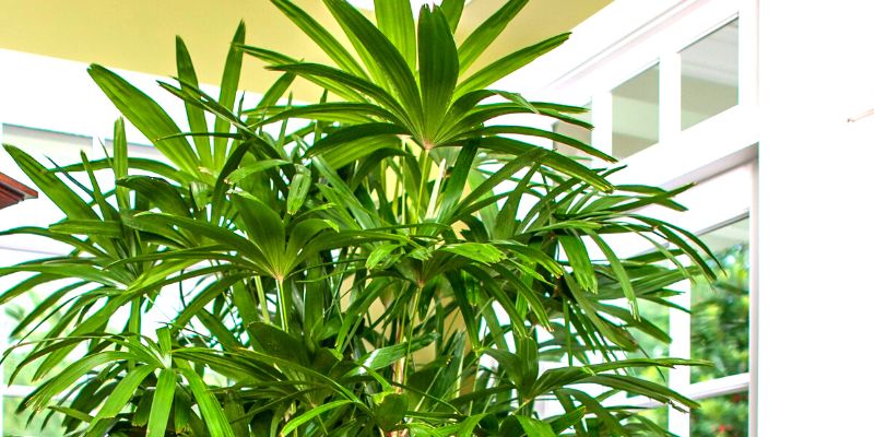 Lady Palm