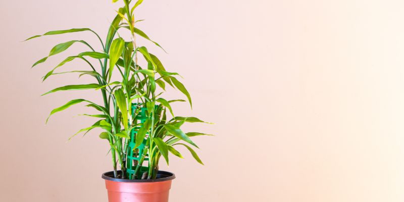 9 Plants That Don’t Need Drainage Holes 1 Lucky Bamboo