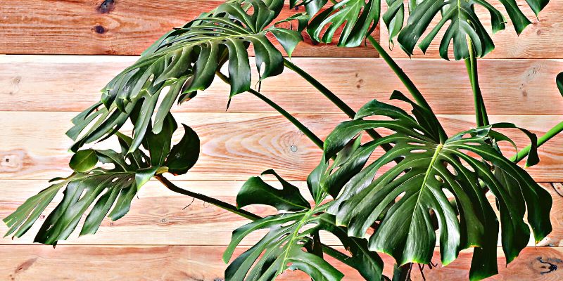 Monstera deliciosa (Non-Variegated Varieties)