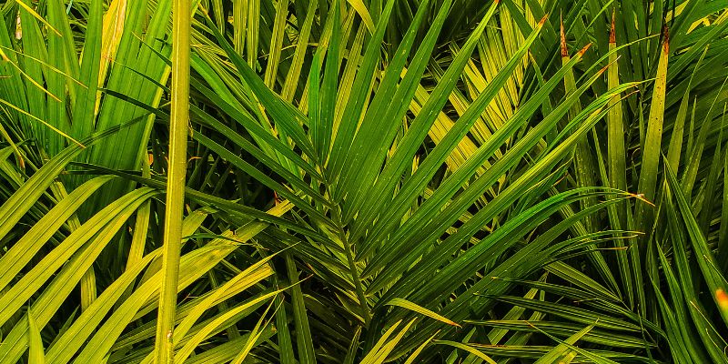 My Majesty Palm Is Turning Yellow