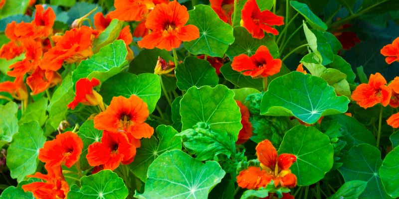 Lettuce Companion Plants | Good and The Bad 5 Nasturtiums - Lettuce Companion Plants