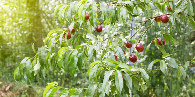 15 Fruit Trees That Grow In Zone 6 and Crop 21 Nectarines