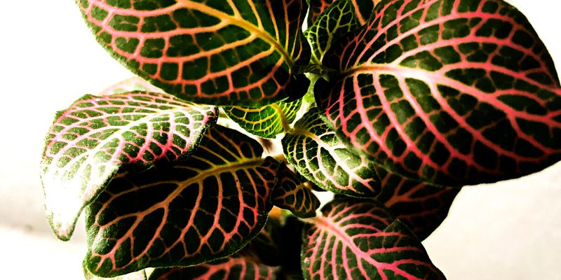 Nerve Plant