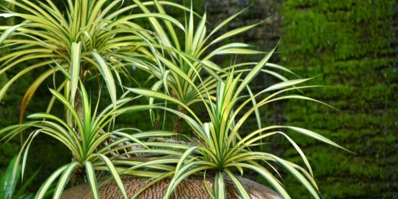 Ocean Spider Plant