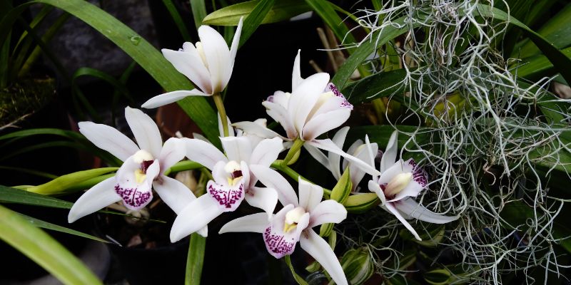 9 Plants That Don’t Need Drainage Holes 15 Orchid - Plants that Don't Need Drainage