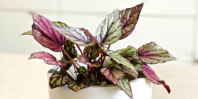 Painted-Leaf Begonia