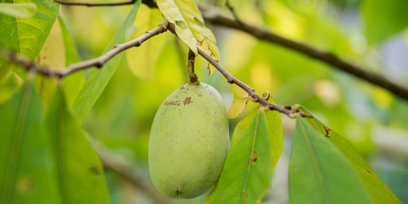 15 Fruit Trees That Grow In Zone 6 and Crop 25 Pawpaws