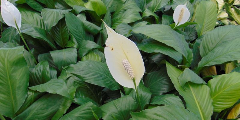 9 Plants That Don’t Need Drainage Holes 13 Peace Lily
