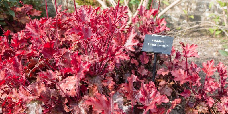 Peach Flambé Coral Bells