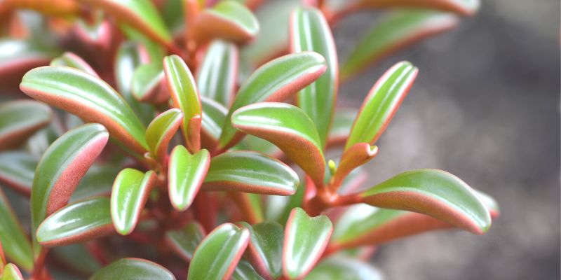 Peperomia Graveolens