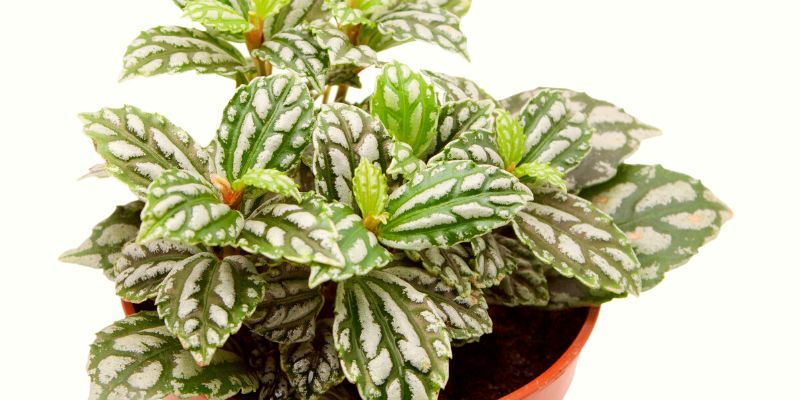 Pilea (Aluminum Plant)