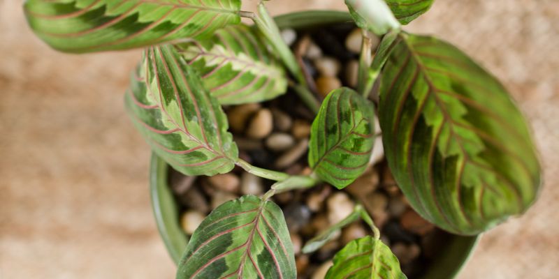 9 Plants That Don’t Need Drainage Holes 9 Prayer Plant