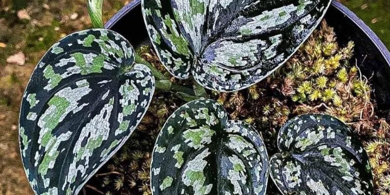 14 Beautiful Scindapsus Varieties | Plant Types 25 Scindapsus ‘Tricolor’