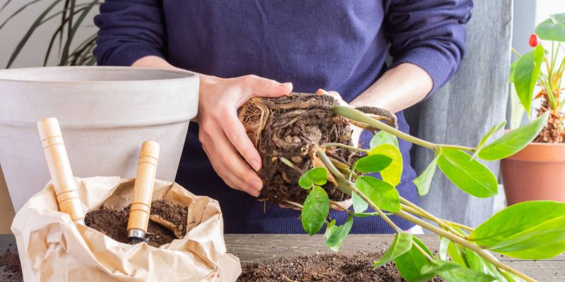 How To Propagate ZZ Plant | Zamioculcas Zamiifolia 5 Separate The Rhizomes