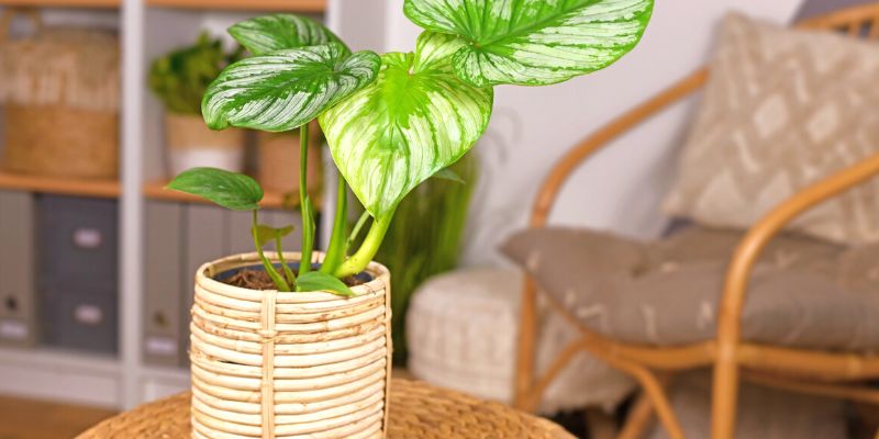 Silver Philodendron