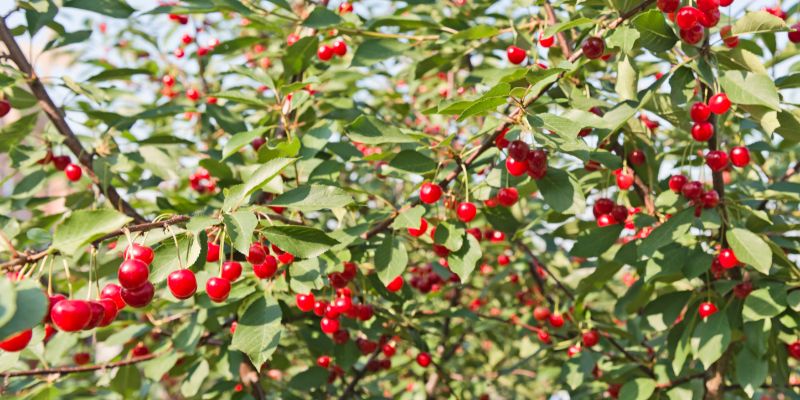 15 Fruit Trees That Grow In Zone 6 and Crop 9 Sour Cherries