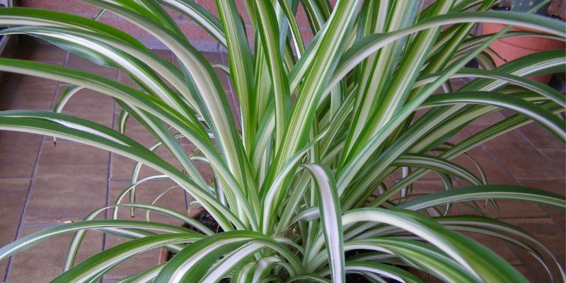 9 Plants That Don’t Need Drainage Holes 3 Spider Plant