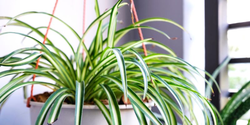 Spider Plant