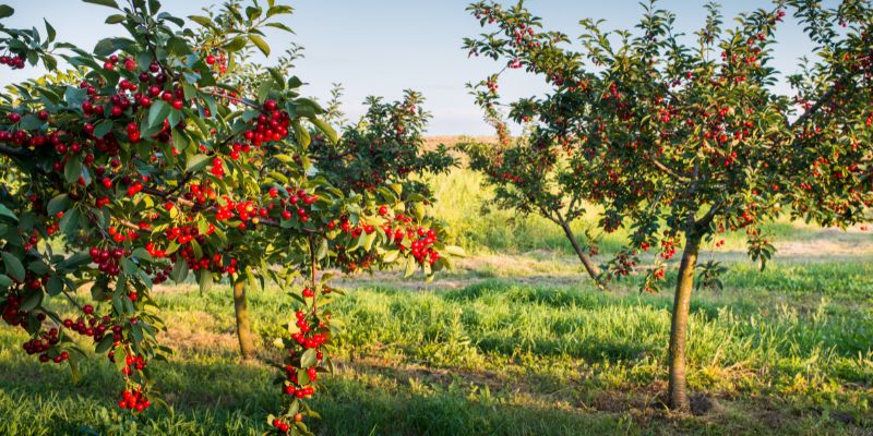 15 Fruit Trees That Grow In Zone 6 and Crop 7 Sweet Cherries
