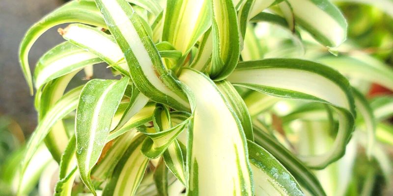 Variegated ‘Bonnie’ (Chlorophytum comosum ‘Bonnie Variegated’)