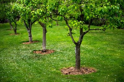 fruit trees that grow in zone 6