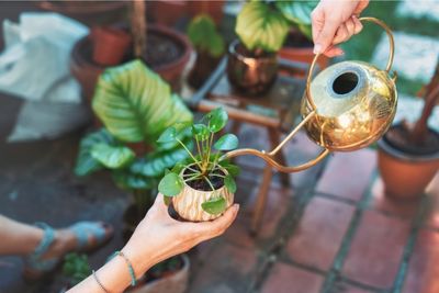 how to propagate chinese money plant