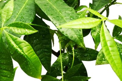 money tree leaves turning yellow