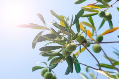 olive tree leaves turning yellow
