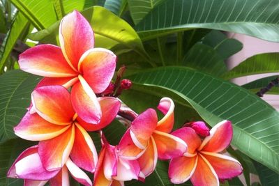 plumeria leaves turning yellow