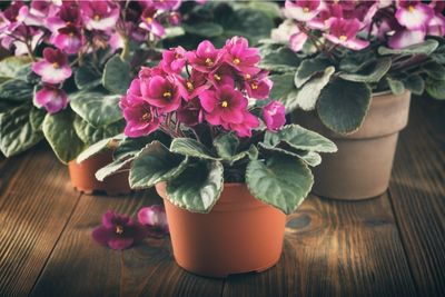 yellow leaves on african violet