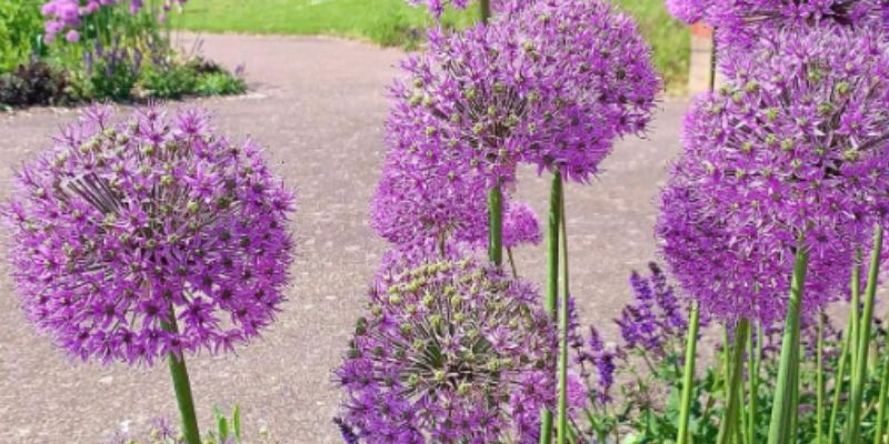 Lavender Companion Plants | Good and The Bad 1 Alliums
