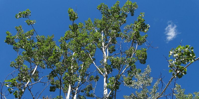 17 Trees With Heart-Shaped Leaves 3 Balsam Poplar